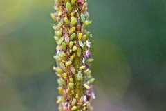 Herb Bennet Aphid [Macrosiphum gei]