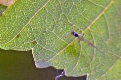 Common Sycamore Aphid [Drepanosiphum platanoidis]