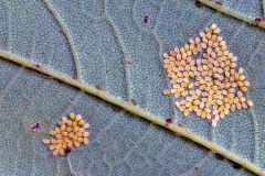 Sycamore Periphyllus Aphid [Periphyllus acericola]