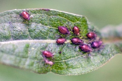 Yellow-legged Knapweed Aphid [Uroleucon jaceicola ?]