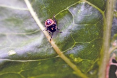 Brassica Shield Bug [Eurydema oleracea]