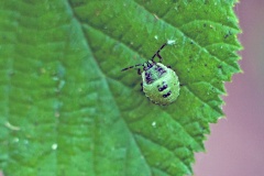 Green Shield Bug [Palomena prasina]