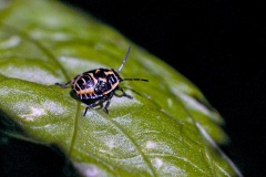 Brassica Shield Bug [Eurydema oleracea]