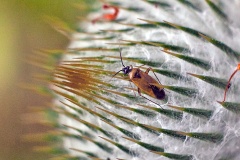 Common Nettle Flower Bug [Plagiognathus arbustorum]