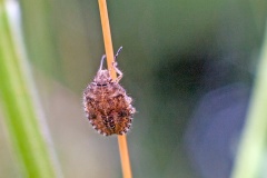 Hairy Shieldbug [Dolycoris baccarum]