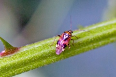 Tarnished Plant Bug [Lygus pratensis]