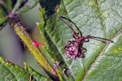 Dock Bug [Coreus marginatus]
