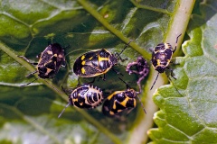 Brassica Shield Bug [Eurydema oleracea]