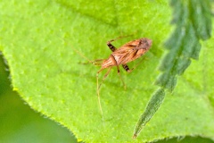 Long-legged Plant Bug [Phytocoris varipes]