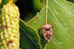 Parent Bug [Elasmucha grisea]