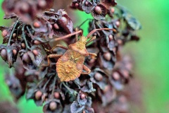 Dock Bug [Coreus marginatus]