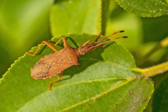 Box Bug [Gonocerus acuteangulatus]