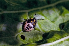 Brassica Shield Bug [Eurydema oleracea]