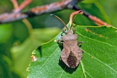 Dock Bug [Coreus marginatus]