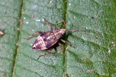 Yellow-lined Plant Bug [Deraeocoris flavilinea]