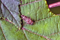 leafhopper [Oncopsis sp.?]