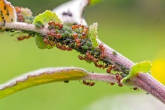 Small Willow Aphid [Aphis farinosa]