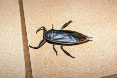 HEMIPTERA