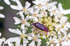 Trivial Plant Bug [Closterotomus trivialis]