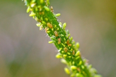 Willow-carrot Aphid [Cavariella aegopodii]