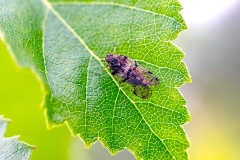 Common Lacehopper [Cixius nervosus]
