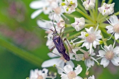 Trivial Plant Bug [Closterotomus trivialis]
