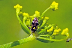 plant bug [Orthops basalis]