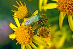 Potato Mirid [Closterotomus norvegicus]