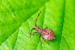 Dock Bug [Coreus marginatus]