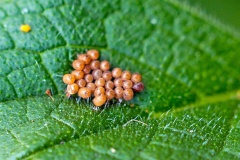 Hairy Shieldbug [Dolycoris baccarum]