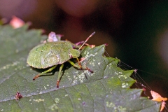 Green Shield Bug [Palomena prasina]