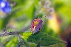 Hairy Shieldbug [Dolycoris baccarum]