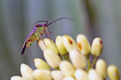Trivial Plant Bug [Closterotomus trivialis]