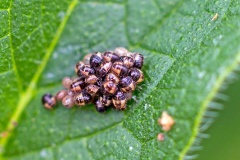 Hairy Shieldbug [Dolycoris baccarum]