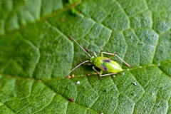 Common Green Capsid [Lygocoris pabulinus]
