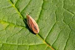 Meadow Froghopper [Philaenus spumarius]