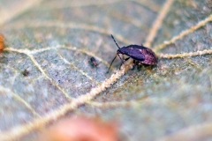 Birch Catkin Bug [Kleidocerys resedae]