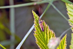 Meadow Plant Bug [Leptopterna dolabrata]