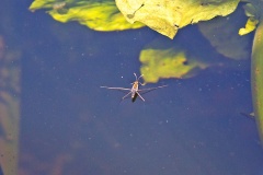 Common Pond Skater [Gerris lacustris]