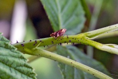 Meadow Froghopper [Philaenus spumarius]