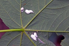 Hydrangea Scale [Pulvinaria hydrangeae]