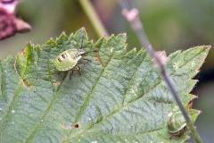 Green Shield Bug [Palomena prasina]
