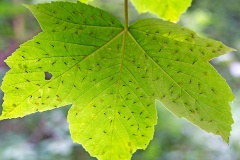 Common Sycamore Aphid [Drepanosiphum platanoidis]