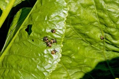 Brassica Shield Bug [Eurydema oleracea]