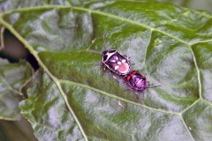 Brassica Shield Bug [Eurydema oleracea]