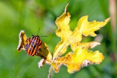 Striped Shieldbug [Graphosoma italicum]