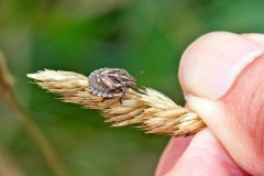 Tortoise Bug [Eurygaster testudinaria]