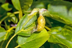 Jumping Plant Louse [Trichochermes walkeri]