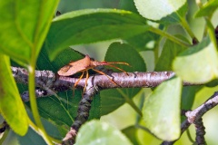 Box Bug [Gonocerus acuteangulatus]