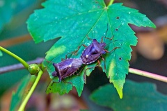 Forest Bug [Pentatoma rufipes]
